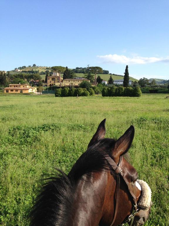 Agriturismo Villa Irelli Castellalto Eksteriør billede