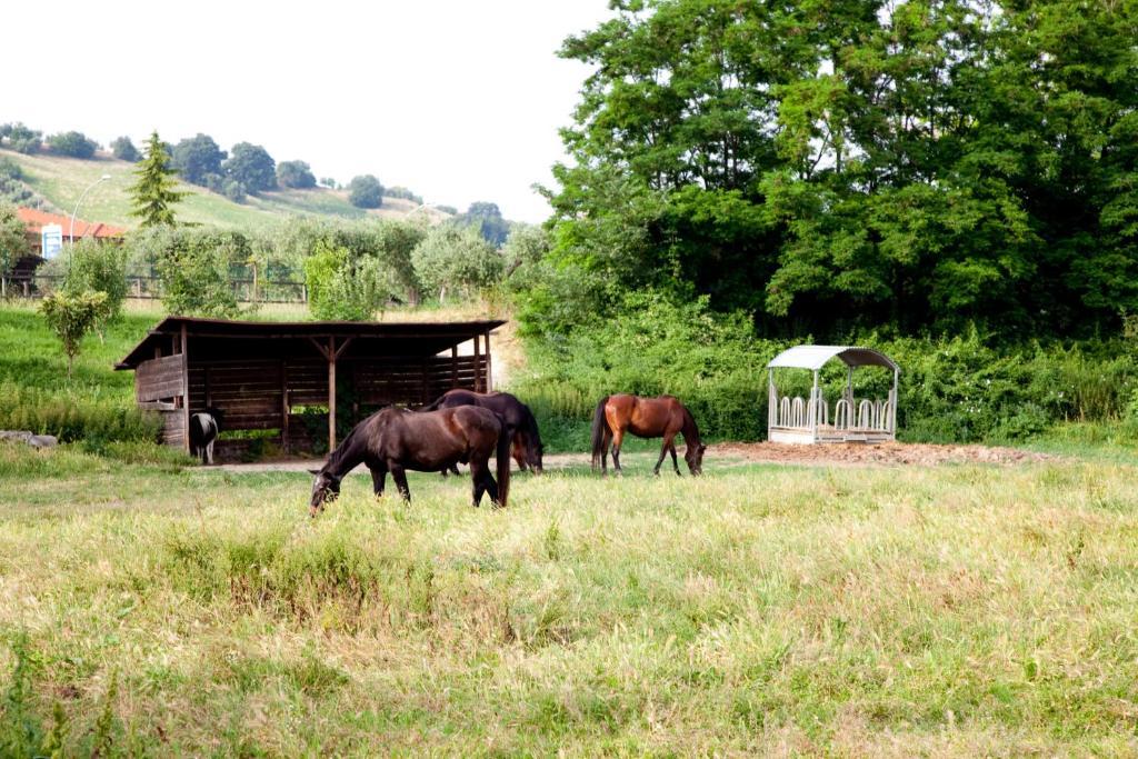 Agriturismo Villa Irelli Castellalto Eksteriør billede